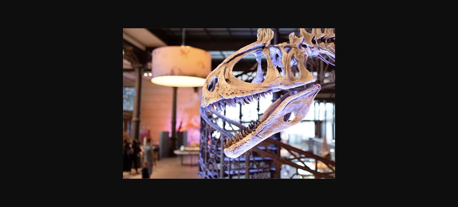 Musée des Sciences naturelles — België